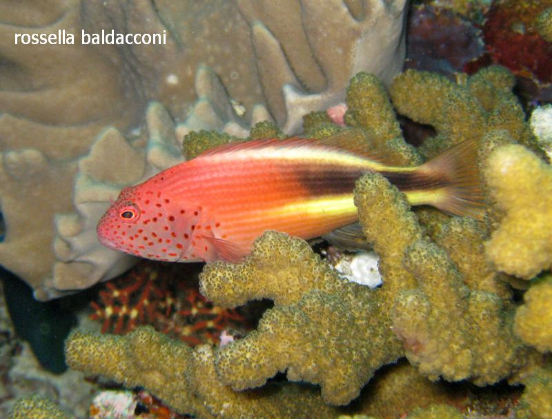 Maldive (atolli di Male Nord e Male Sud)